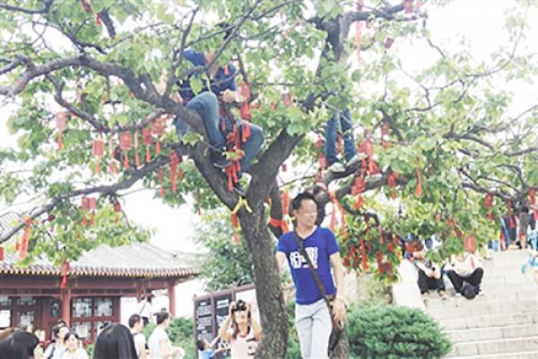 香山公园，三位游客爬上挂着吉祥符的大树拍照。