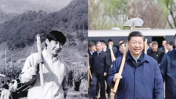 习近平扛农具照片对比。左图：文革期间习近平扛着农具准备下地劳作；右图：习近平近期在北京参加植树活动。