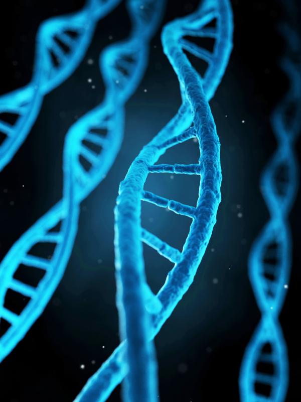 基因（DNA）双链结构演示图（123RF）