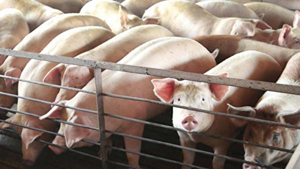 近日，四川、广东等多省都订下今年最低生猪出栏的任务，且成为市长的考核项目。( Scott Olson/Getty Images)