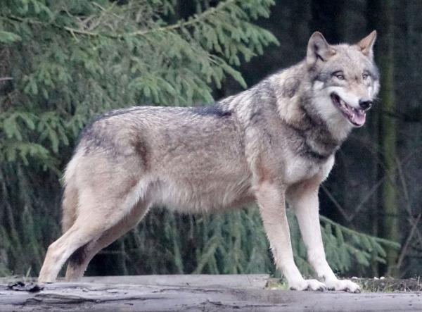 德国境内的狼（AFP／Getty Images）