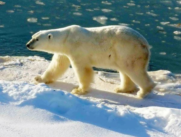 北极熊（维基百科）