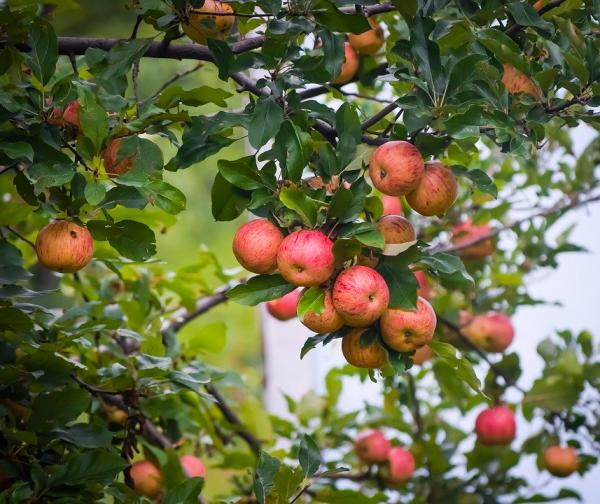 酸甜香脆的苹果，营养丰富，老少咸宜，很多人都喜欢吃。（图片来源：Pixabay）