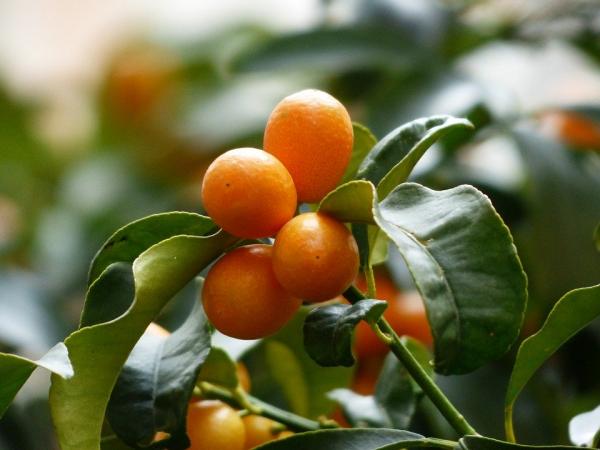 金橘的特点是果皮和果肉一起食用，嚼食后，顿觉喉间津润、满口生香。（图片来源：Pixabay）