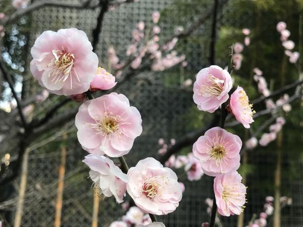 有文字记载的日本最早赏樱会是嵯峨天皇所主办。（以上图片来源皆为：中央社/杨明珠东京摄）