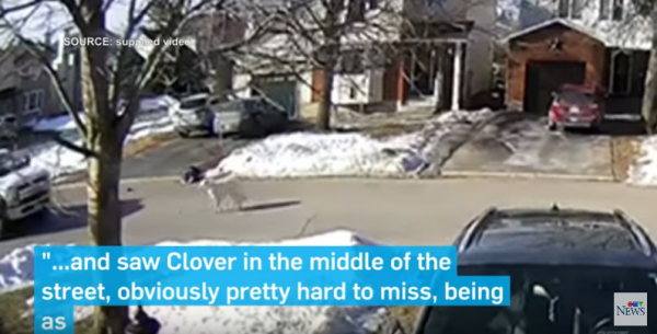 ​​加拿大渥太华一名女子日前外出遛狗，突癫痫发作倒地，幸得爱犬冒死拦车求救救她一命。（图片来源：）
