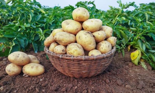 土豆买多了,要学会保存土豆的方法。（图片来源：Pixabay）