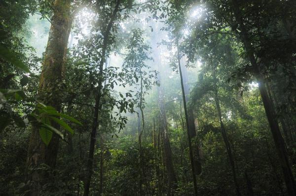 塞纳在鳄和蛇出没的亚马逊丛林中靠吃鸟蛋和野果充饥。（示意图 / 图片来源：Pixabay）