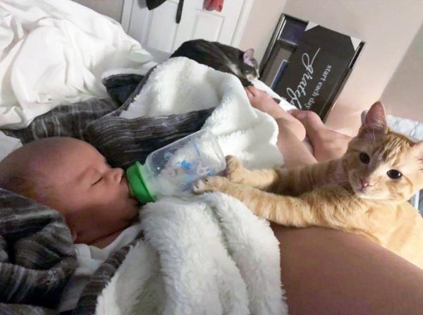 妈妈喂奶睡着，爱猫接手扶奶瓶为宝宝喂奶。