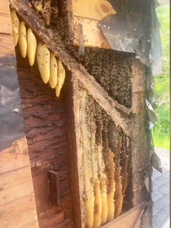 墙壁内藏着蜜蜂的巢穴。