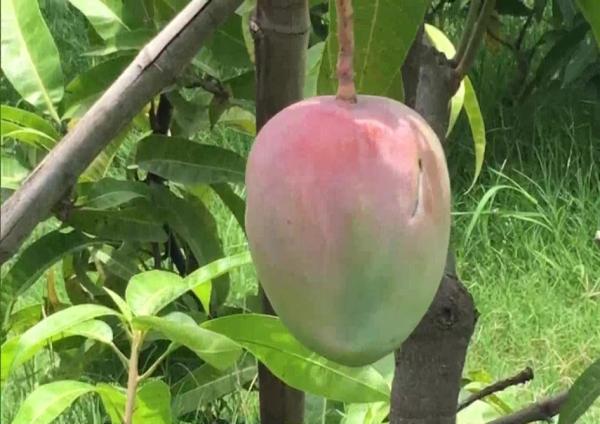 Parihar种植的芒果