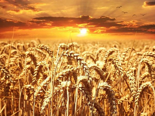 小麦   （图片来源：Pixabay）