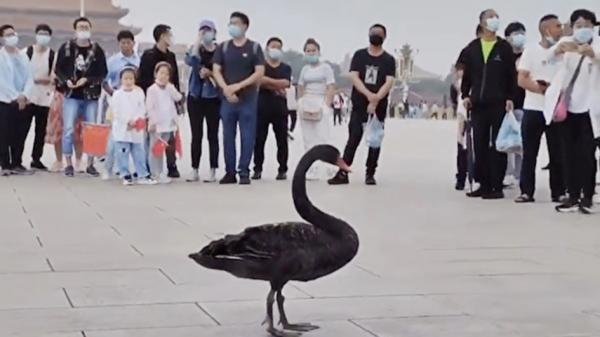 9月5日早上，一只黑天鹅降落在北京天安门广场。