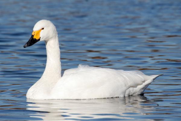 小天鹅（Bewick's Swan）（Maga-chan/Wikipedia/CC BY-SA 2.5)