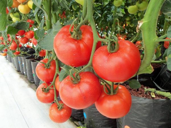 蕃茄含有茄红素，抗氧化能力高，能防止衰老。（图片来源：Pixabay）
