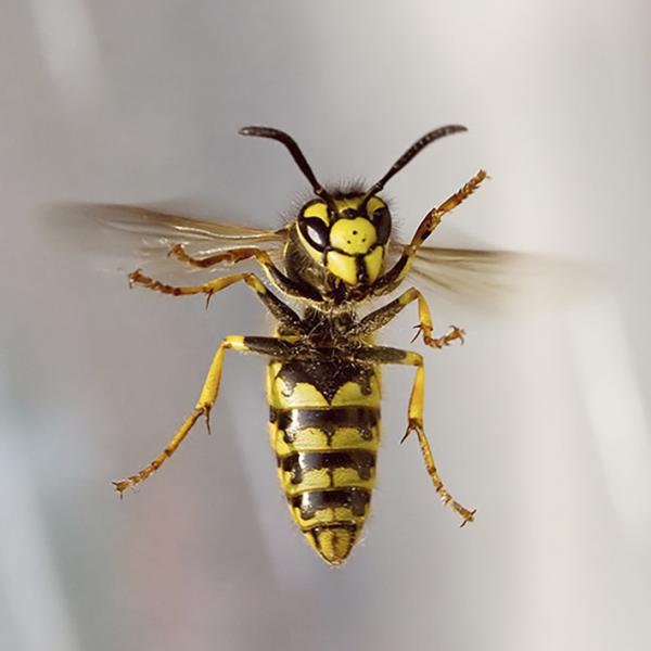 马蜂（Maciej Skorecki/Wikipedia/ CC BY 3.0）