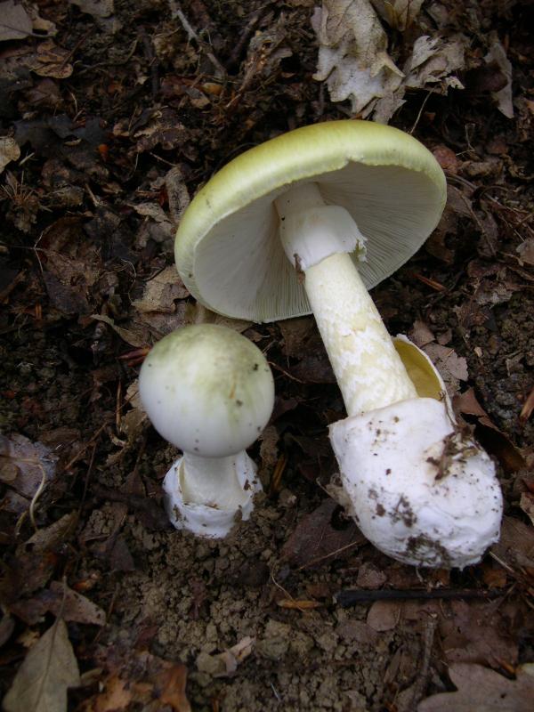 剧毒蘑菇“毒鹅膏”（维基百科）