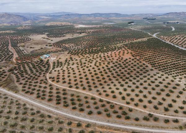 西班牙去年11月份的一个橄榄园（Carlos Gil/Getty Images）