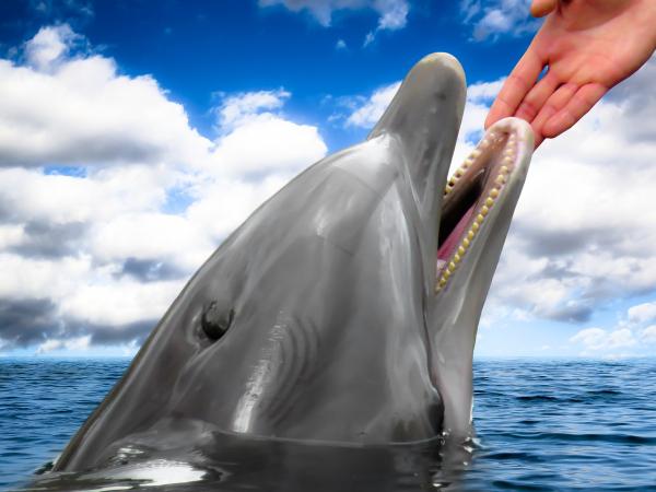 海豚救人的原因？有三种可能。（图片来源：Pixabay）