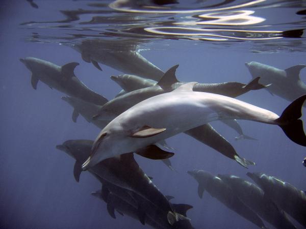 英男子遭鲨鱼攻击，海豚为何要救他 ？（图片来源：pixabay ）