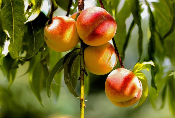 桃子有强身健体，抗衰老的作用，素有“寿桃”和“仙桃”的美称。（以上图片皆来源：pixabay ）