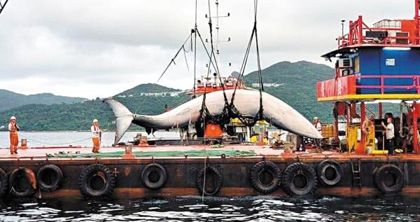 7月31日，鲸鱼浮尸海面，目前已被捞起送往解剖。（图片来源：网络截图）