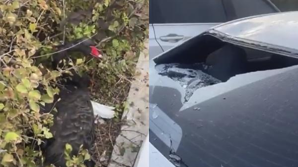 左图：受伤的黑天鹅；右图：被砸碎的汽车后车窗。