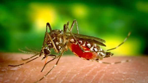 携带登革热病毒的雌性埃及斑蚊，以人类血液为食。（图片来源：Smith Collection/Gado/Getty Images）