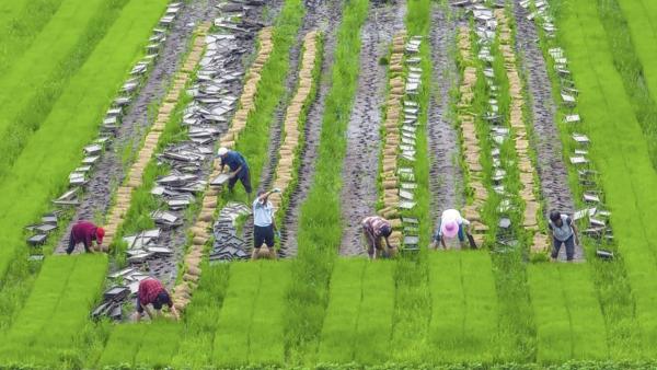 2023年6月27日江苏省海安市郊区农民在稻田里劳作。（Getty Images）