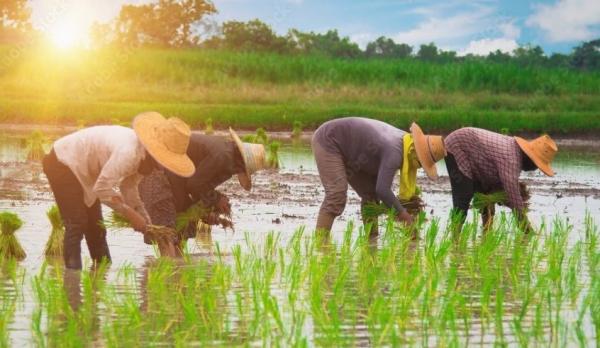 中国农民在田里劳作。（图片来源：翻拍）