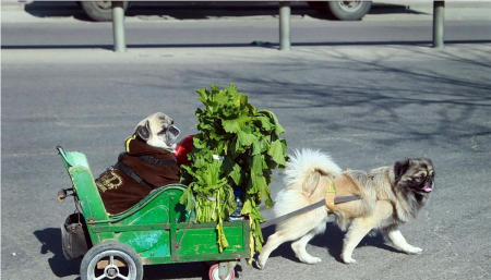 “猩猩”买菜时拉上自己的妈妈“宝宝”遛弯儿。（网络图片）