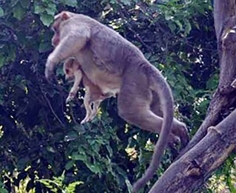 猴子与小狗形影不离。（网络图片）