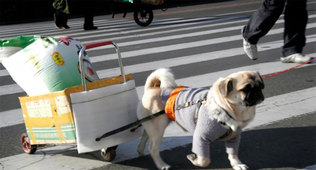 “猩猩”在拉大米。（网络图片）