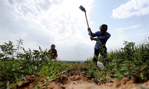 暑假回来之后,兄妹俩每日起早贪黑,去地里干农活。(网络图片) 暑假回来之后,兄妹俩每日起早贪黑,去地里干农活。(网络图片)