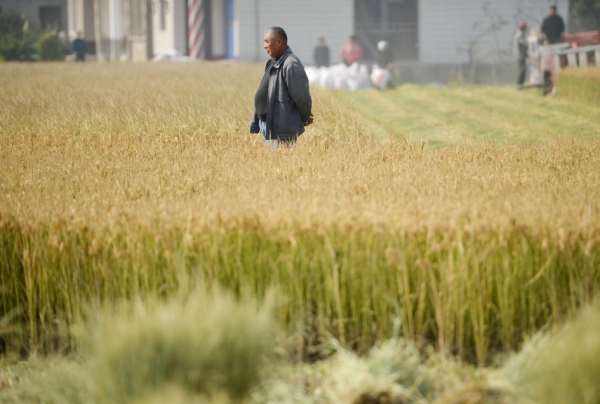 中国从传统的农业大国逐步成为粮食进口大国,中国潜伏的粮食危机越来越显现。图为在广东,一名农民正在看着地里准备收割的庄稼。(Getty Images) 中国从传统的农业大国逐步成为粮食进口大国,中国潜伏的粮食危机越来越显现。图为在广东,一名农民正在看着地里准备收割的庄稼。(Getty Images)
