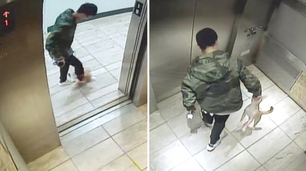 刘子轩(音译)在电梯内虐待自己的宠物狗。(监控截图) 刘子轩(音译)在电梯内虐待自己的宠物狗。(监控截图)
