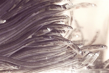 欧洲幼鳗(Epipelagic/维基百科) 欧洲幼鳗(Epipelagic/维基百科)