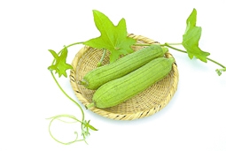 蔓生植物丝瓜与藤 蔓生植物丝瓜与藤