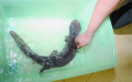 男子半夜上厕所  便池惊现一条娃娃鱼