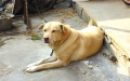 忠犬绝食十一天随老主人而去