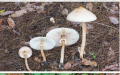 从上至下依次为肉褐鳞环柄菇、大环柄菇和口蘑。（维基百科）（编辑注：请不要根据以上图片采摘蘑菇。）