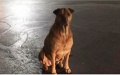 贝丝蒂的爱犬“公主”