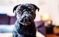纯种八哥犬Edda(AFP/Getty Images)