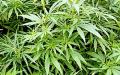 大麻（维基百科）