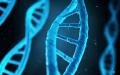 基因（DNA）双链结构演示图（123RF）