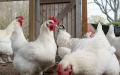布雷斯鸡（Poulet de Bresse）（123RF）