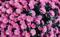 万圣节的菊花 （图片来源：Pixabay）