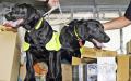 警犬（TENGKU BAHAR/AFP/Getty Images）