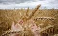 粮食（Getty Images)