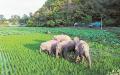 15头野生亚洲象从云南西双版纳自然保护区一路北迁。
